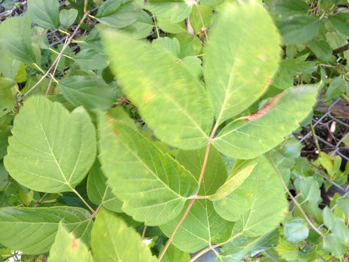 Poison Ivy Look alikes by Turf King Lawn care